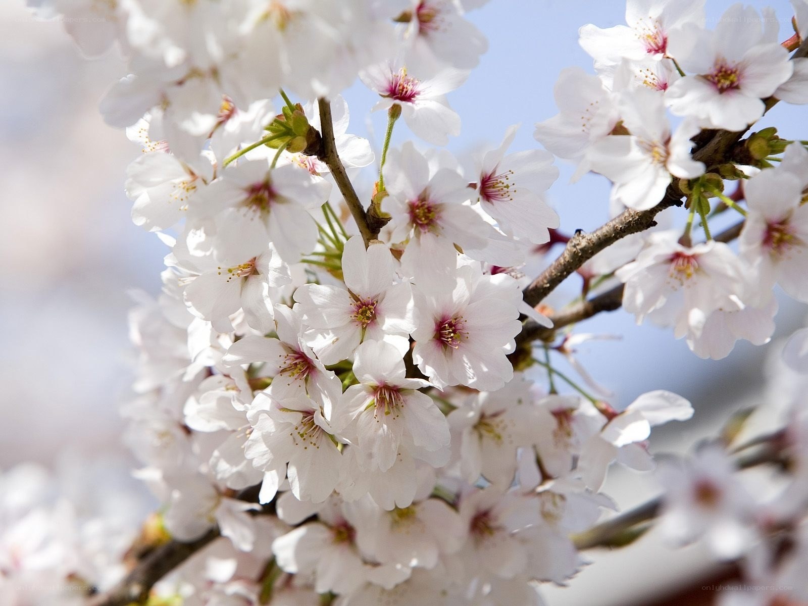 White cherry blossoms in bloom