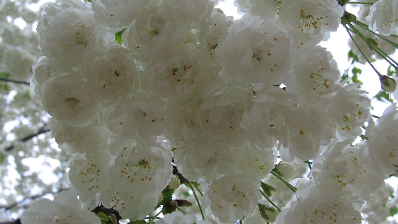 White cherry blossoms in bloom