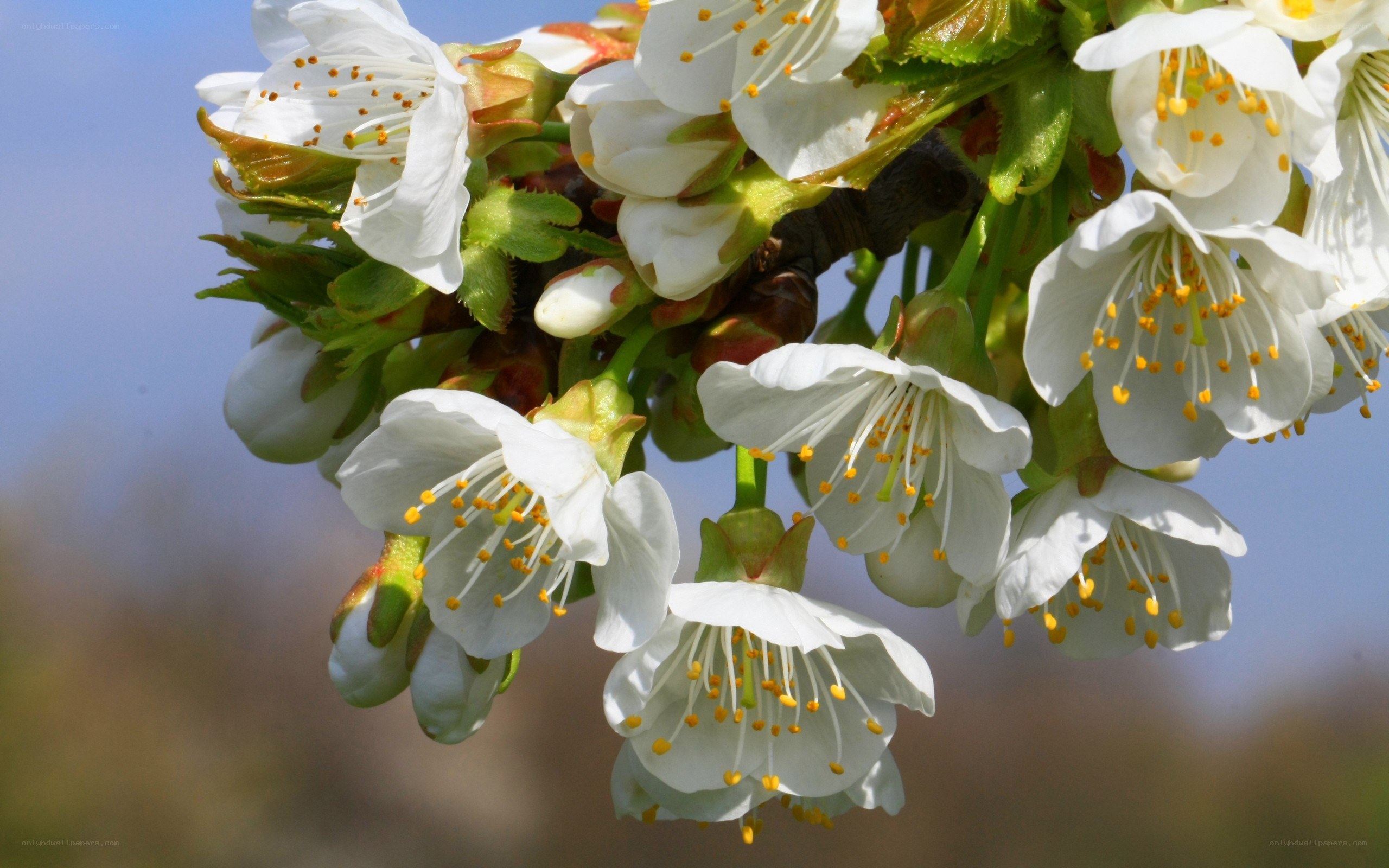 White cherry blossoms in bloom
