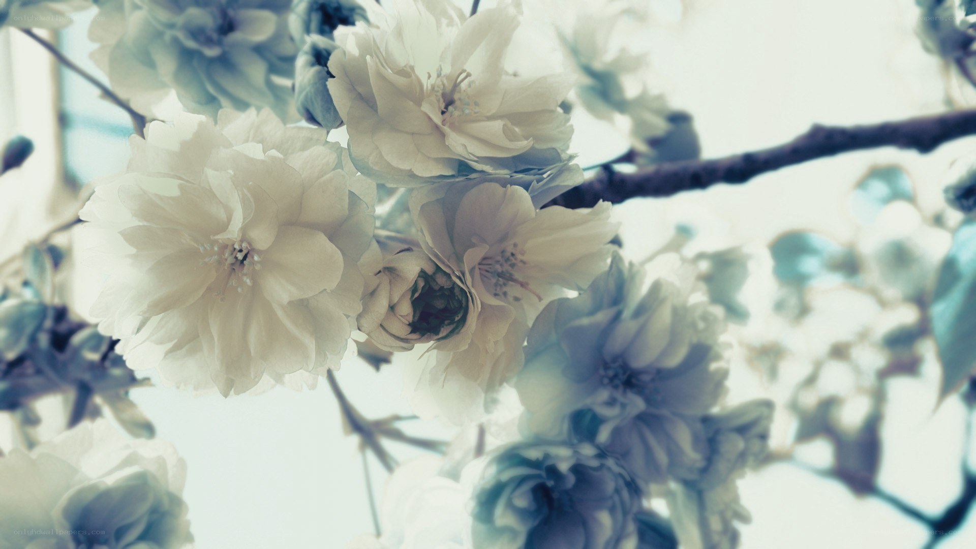 white cherry blossoms in bloom