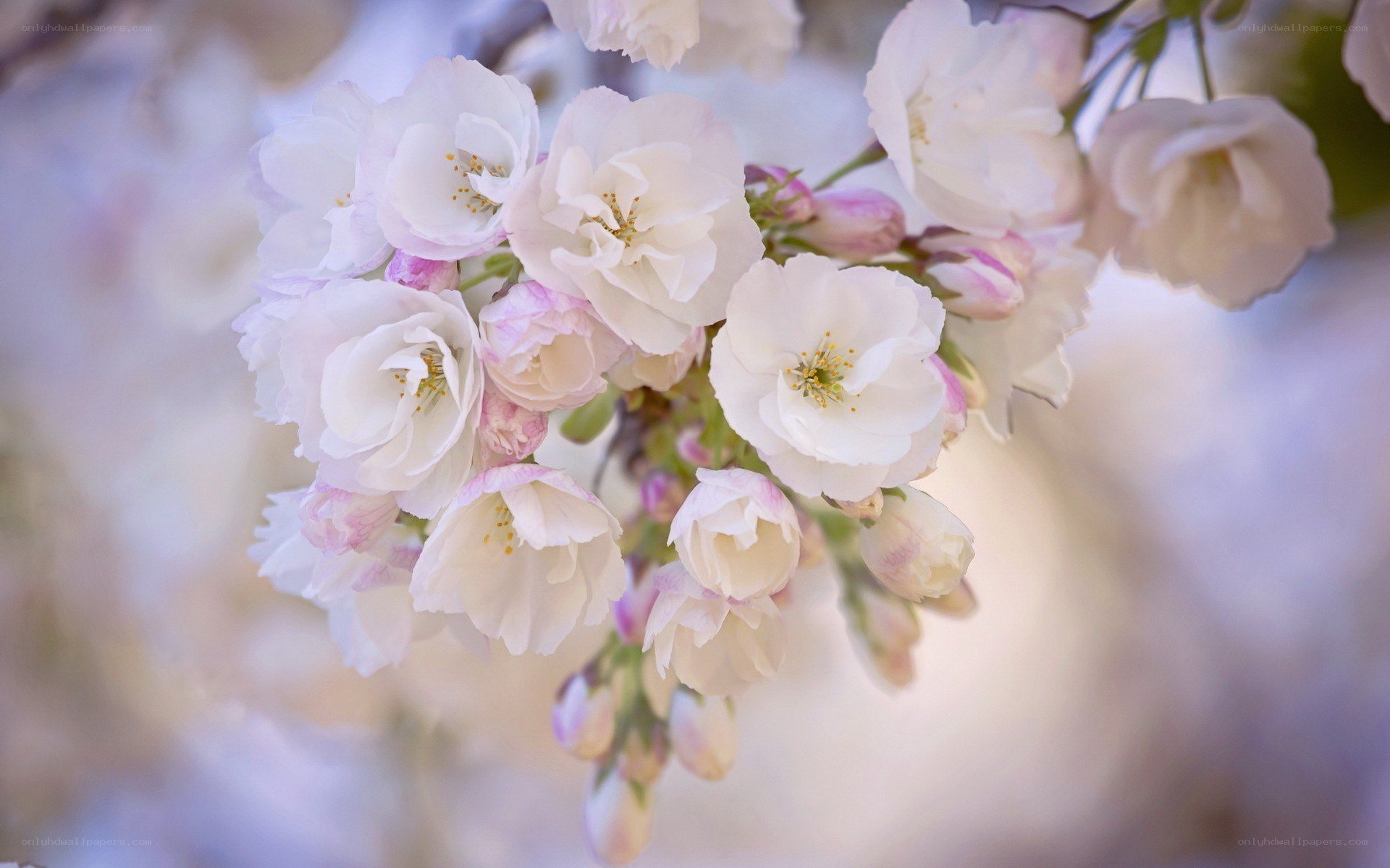 white cherry blossoms in bloom