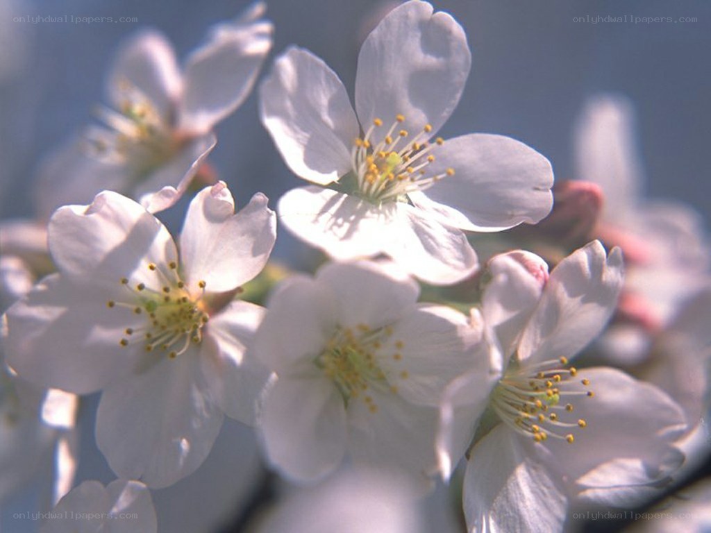 white cherry blossoms in bloom