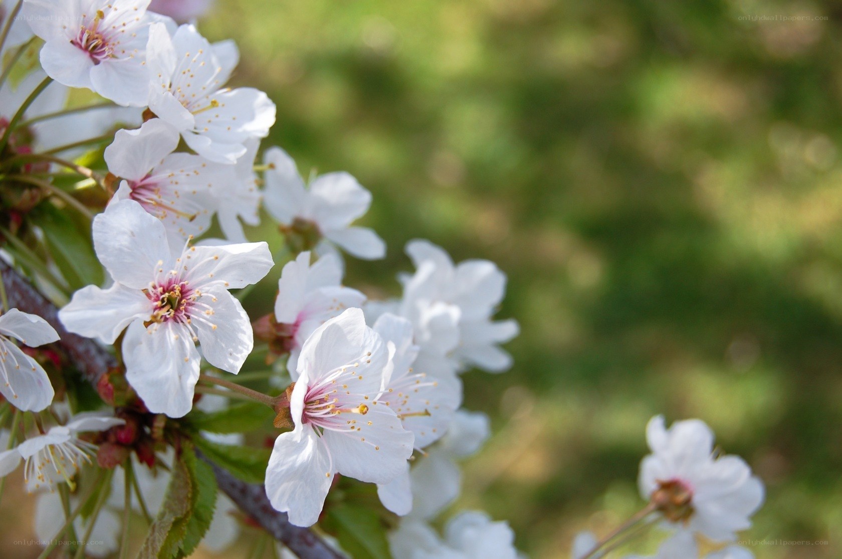 White cherry blossoms in bloom