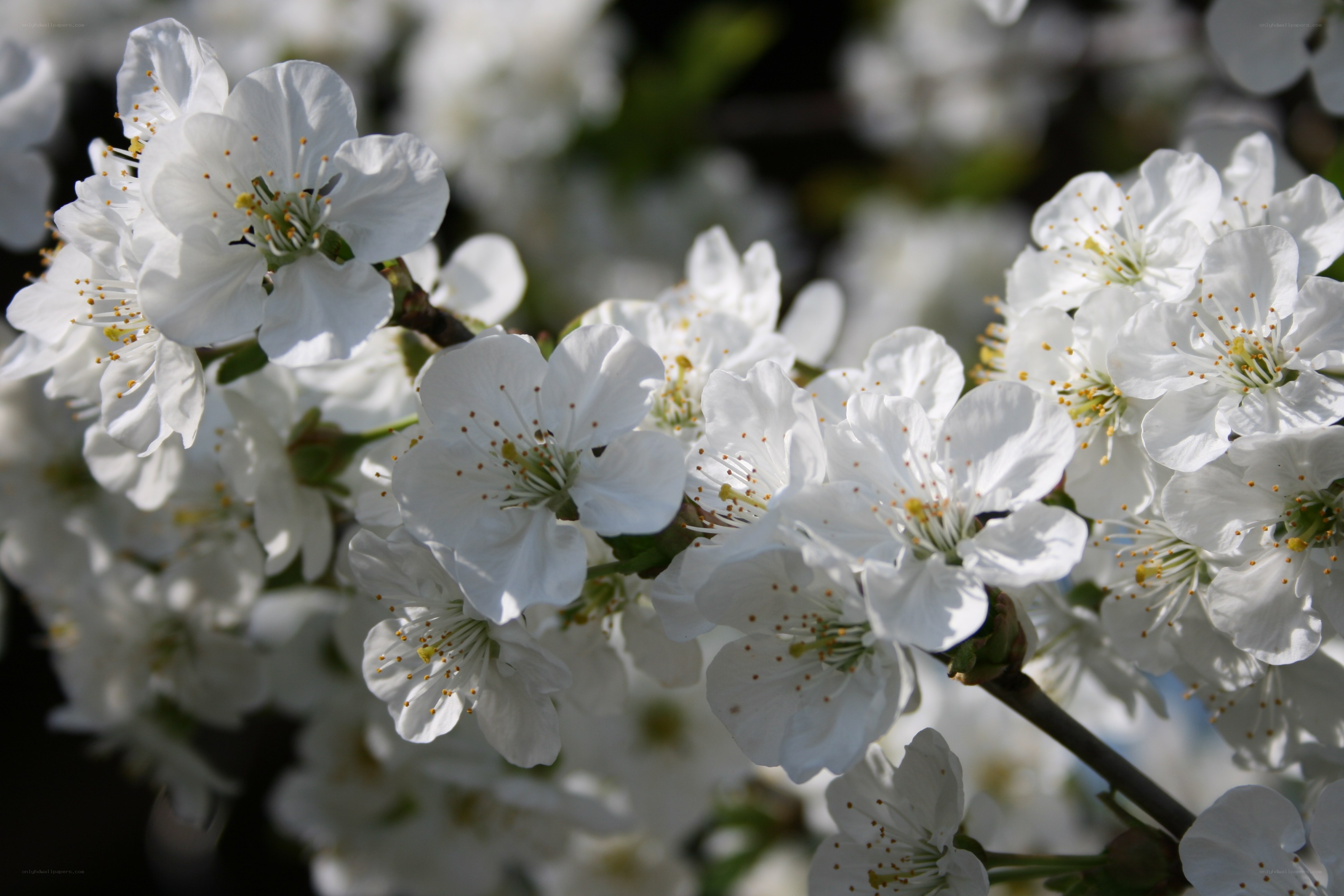 White cherry blossoms in bloom