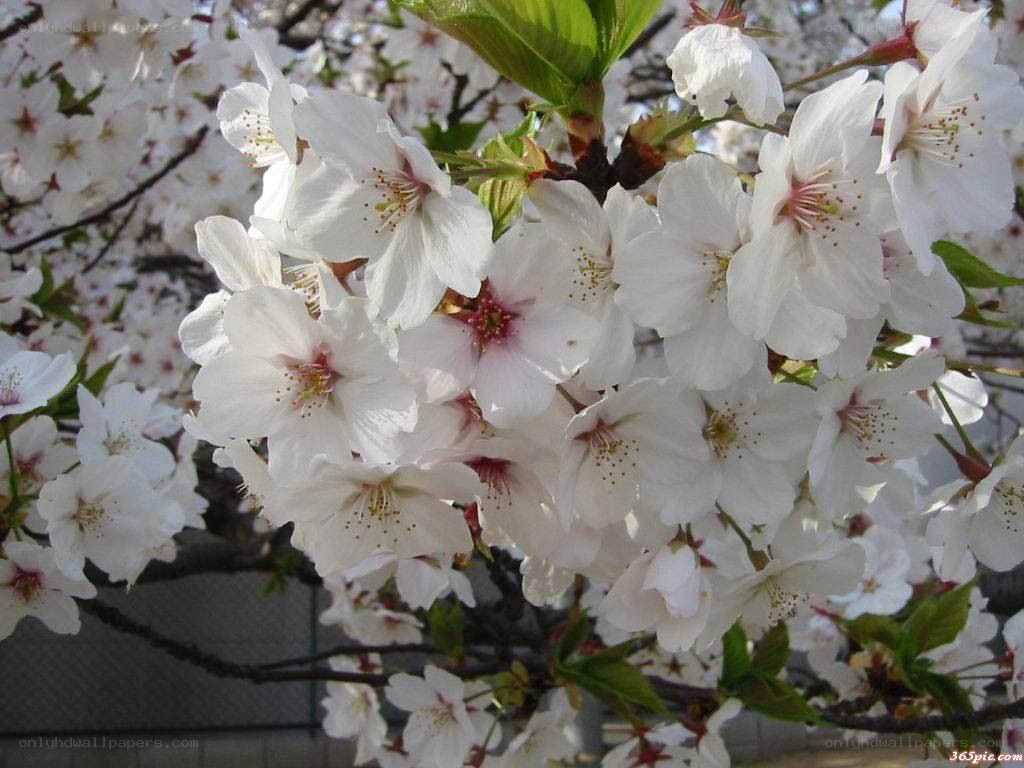 White cherry blossoms in bloom