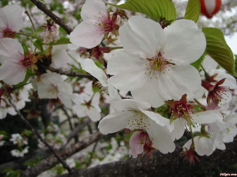 White cherry blossoms in bloom