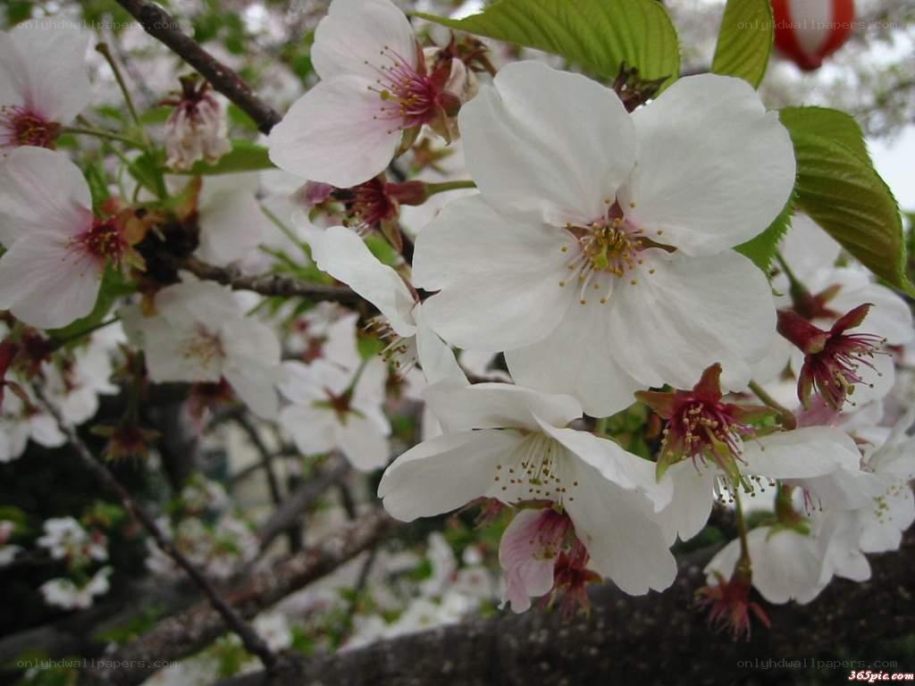 White cherry blossoms in bloom