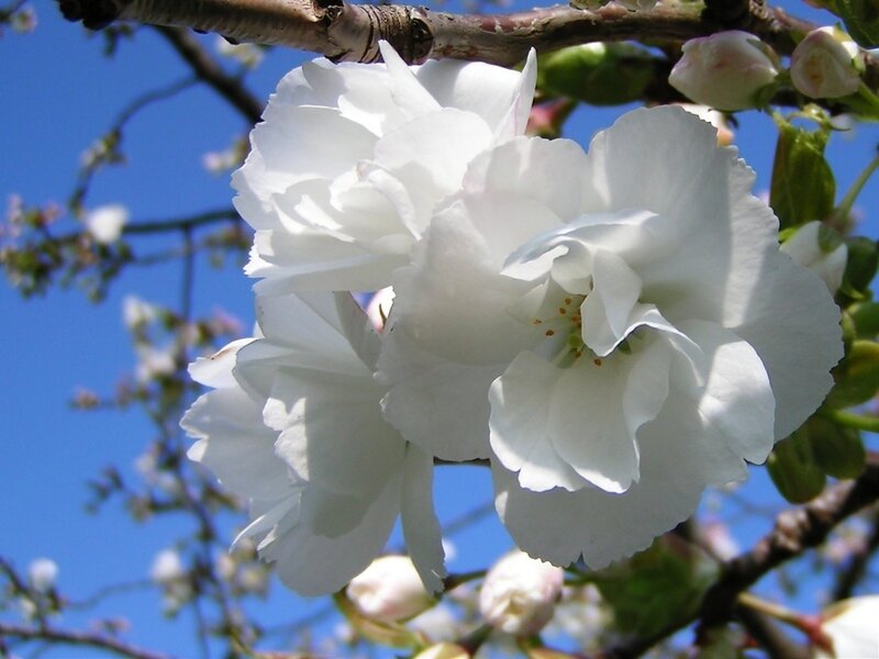 white cherry blossoms in bloom