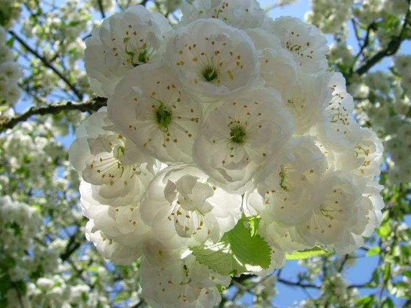 White cherry blossoms in bloom