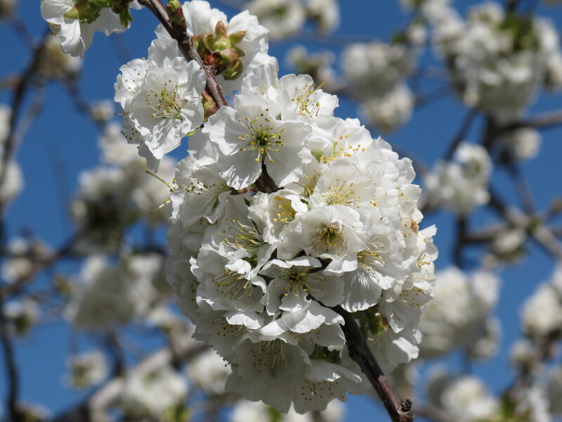 White cherry blossoms in bloom