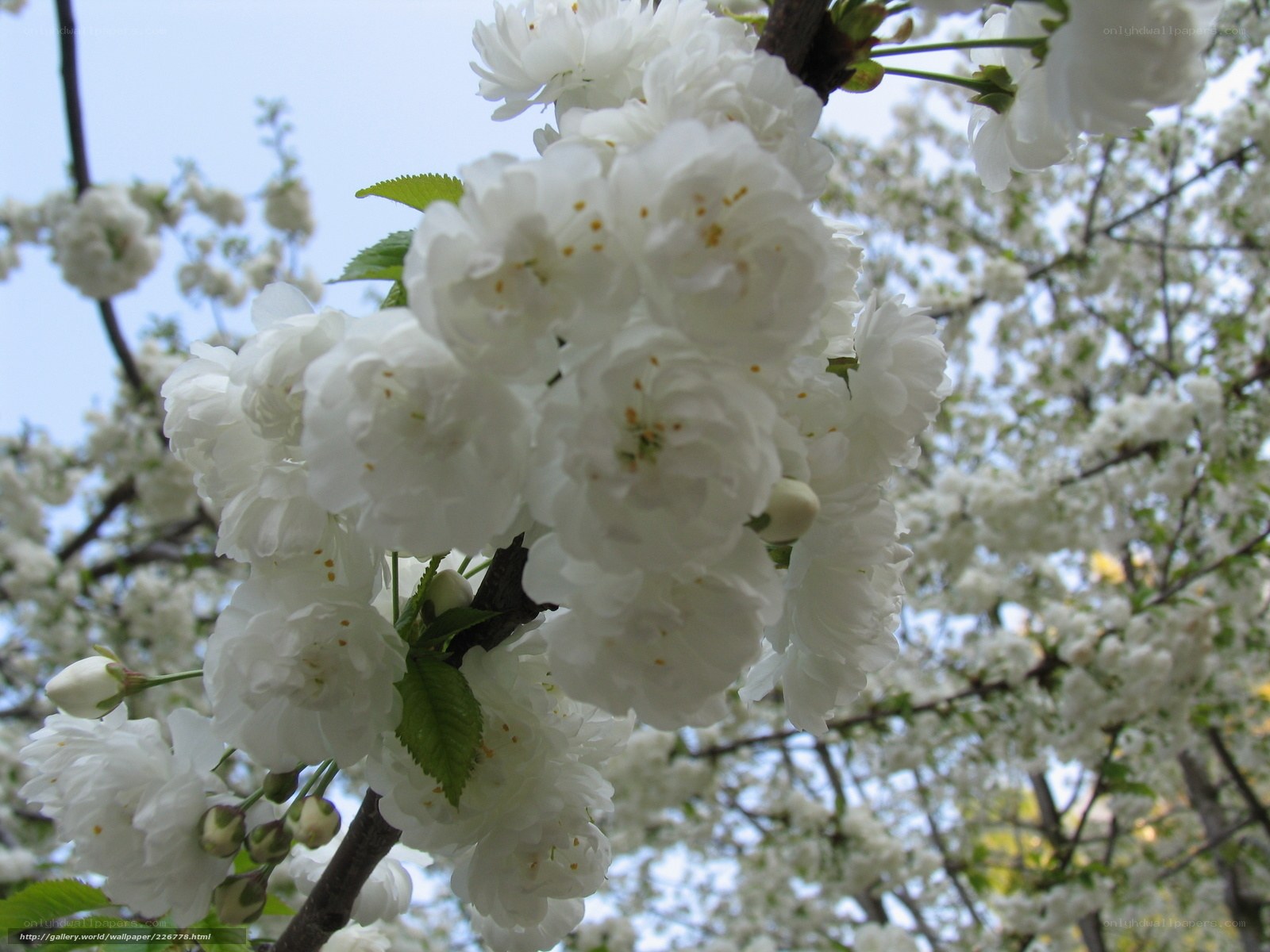 White cherry blossoms in bloom