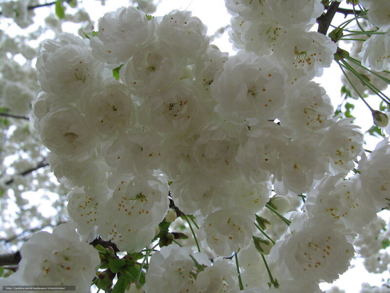 White cherry blossoms in bloom