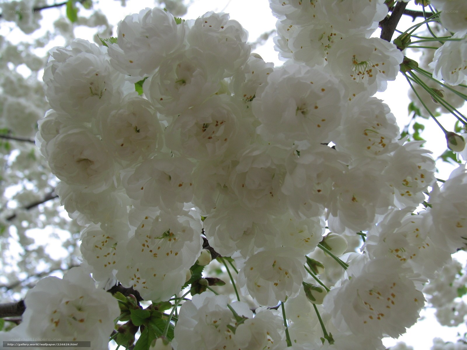 White cherry blossoms in bloom
