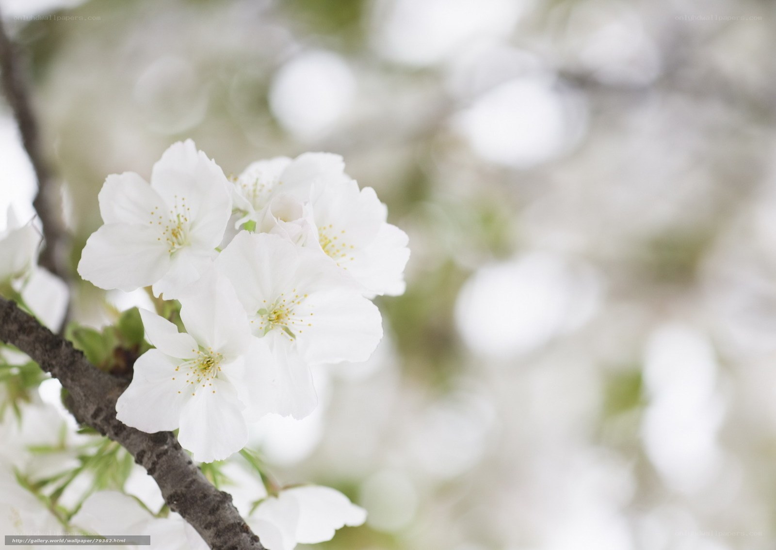 White cherry blossoms in bloom