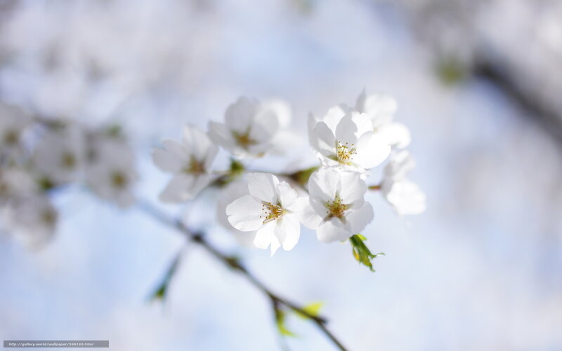 White cherry blossoms in spring