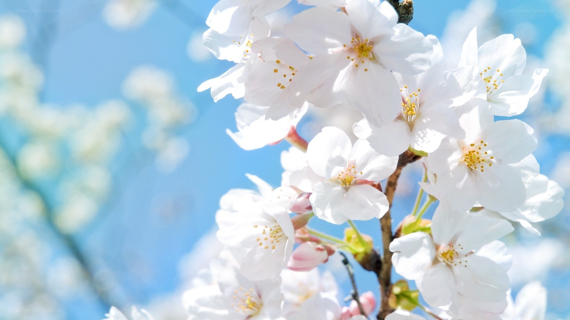 White cherry blossoms in spring