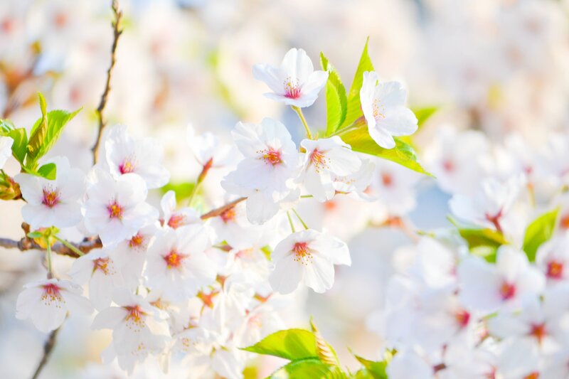 White cherry blossoms in spring