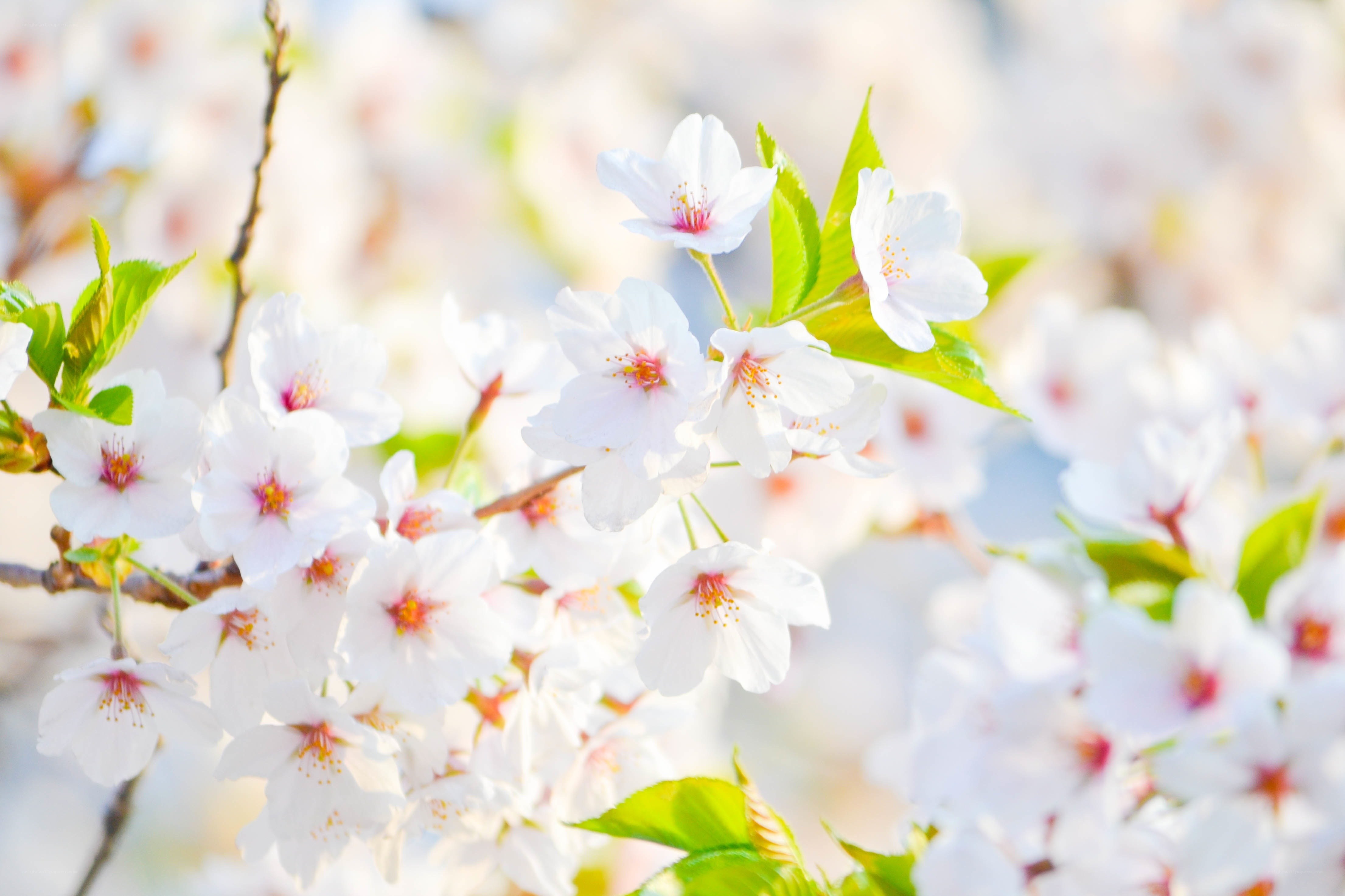White cherry blossoms in spring