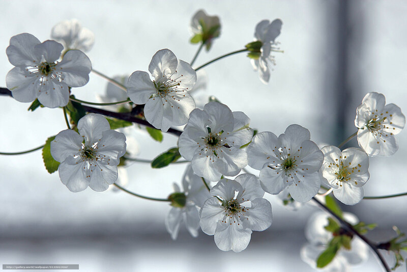 White cherry blossoms in spring