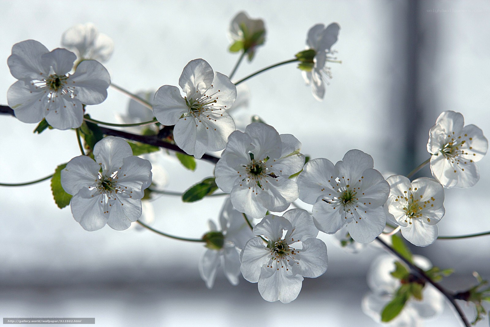 White cherry blossoms in spring