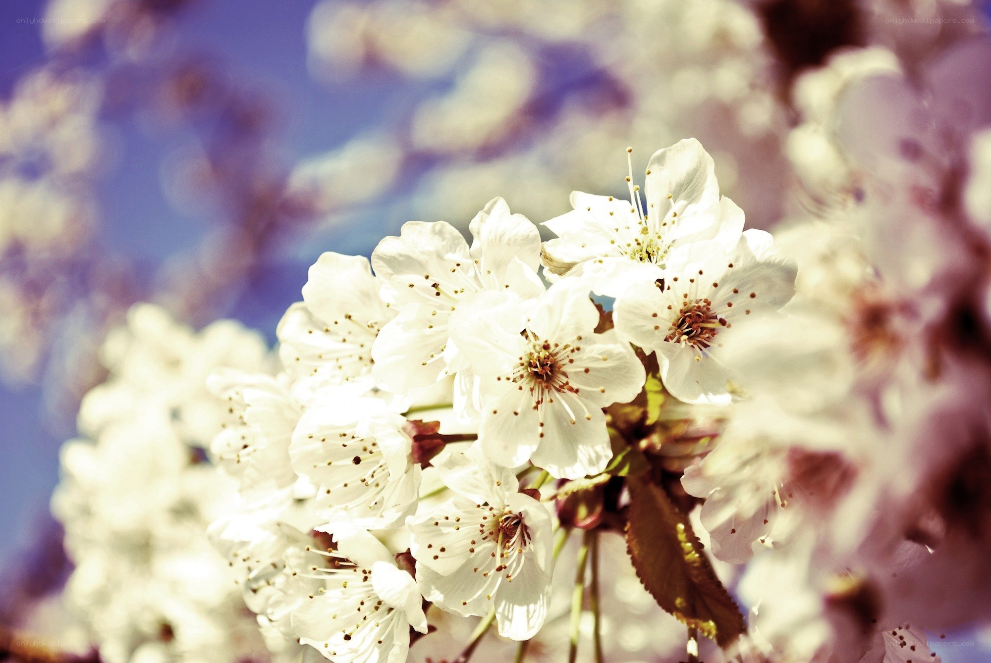 White cherry blossoms in spring