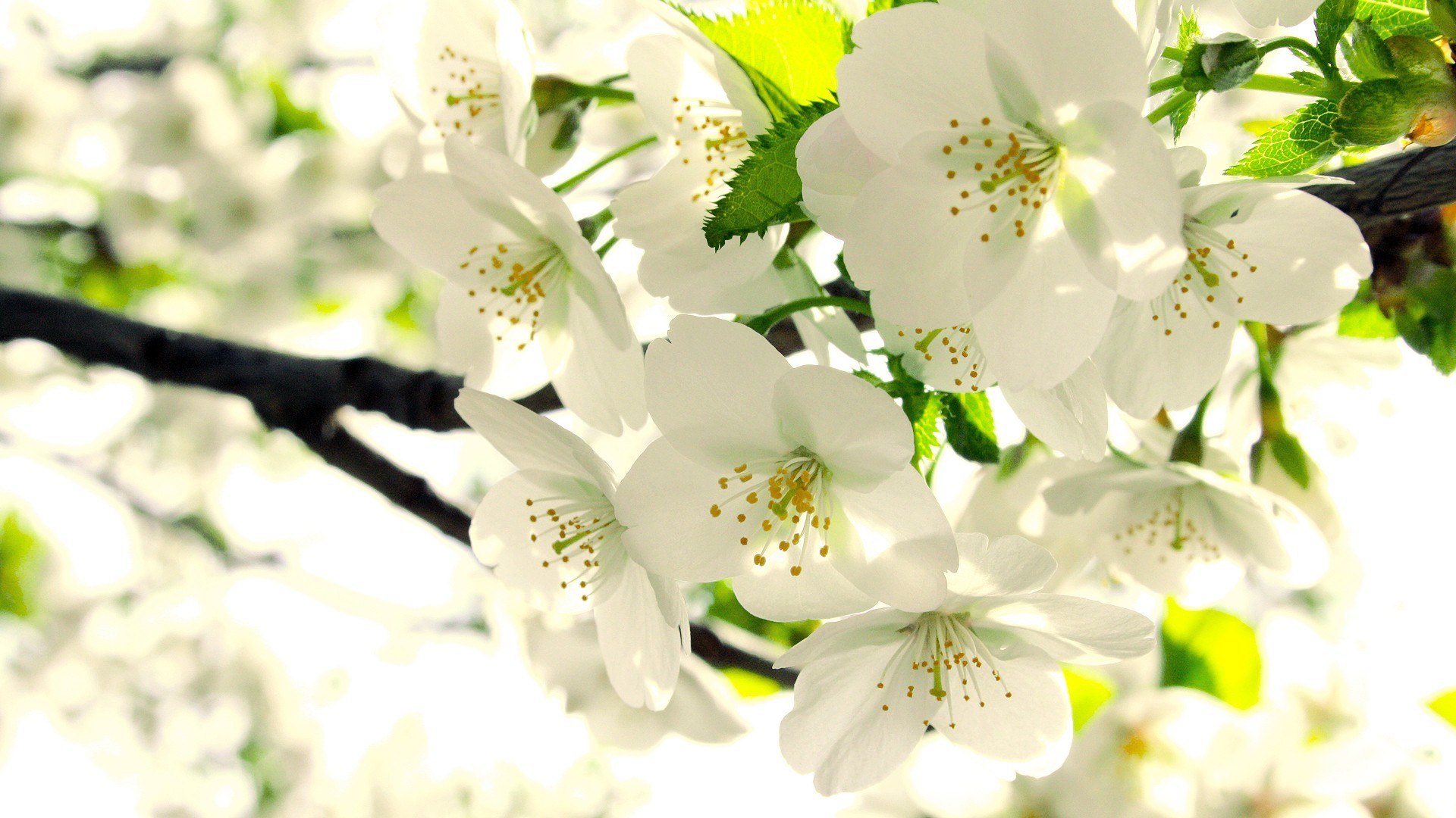White cherry blossoms in spring