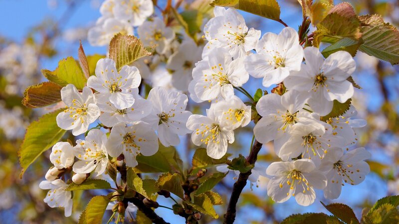 White cherry blossoms in spring