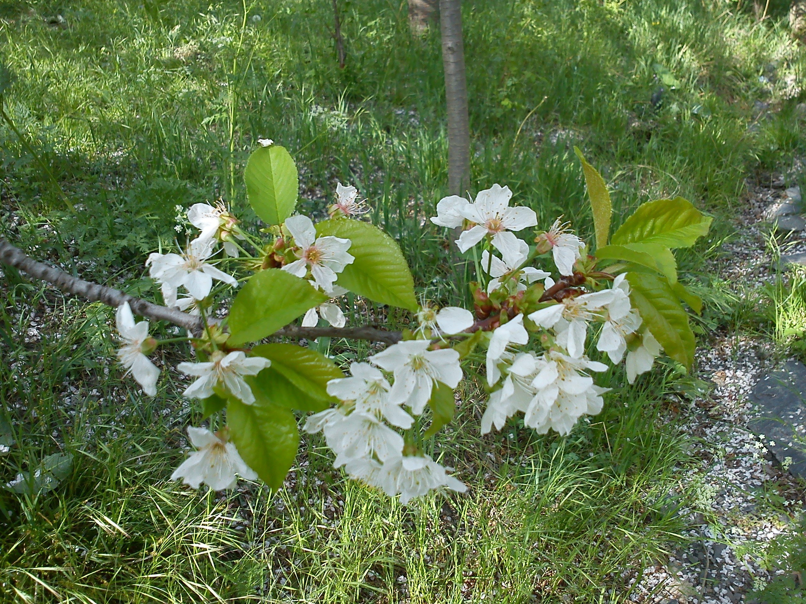 White cherry blossoms in spring