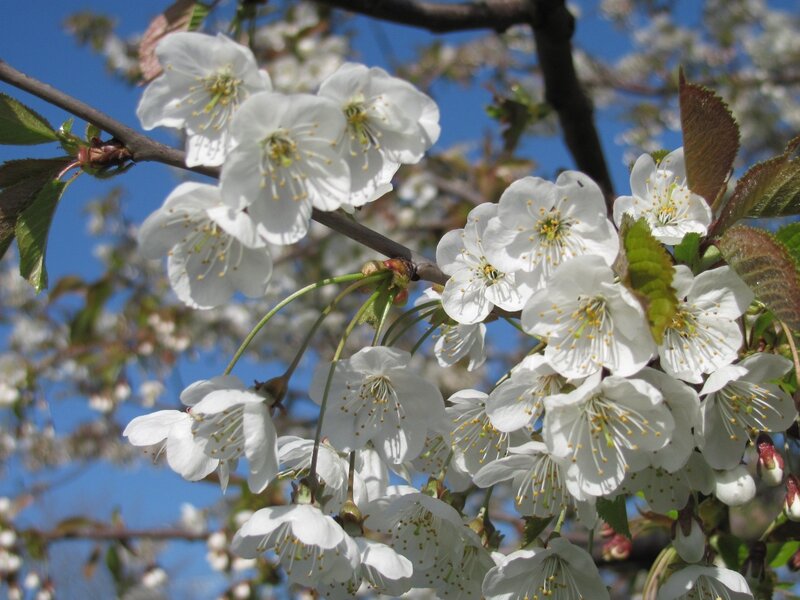 White cherry blossoms in spring