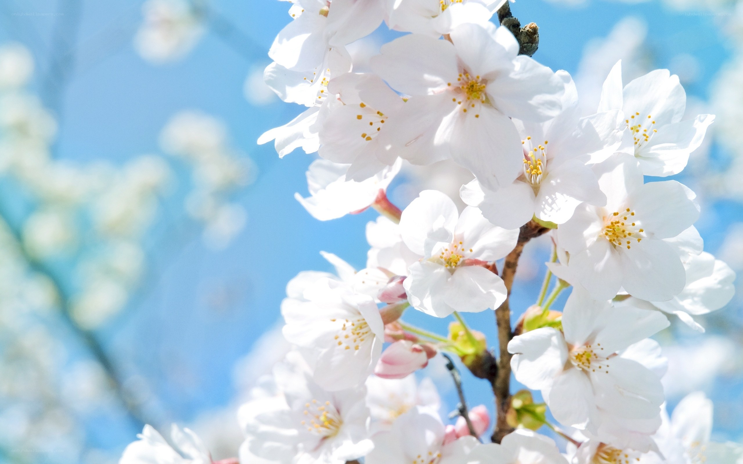 White cherry blossoms in spring