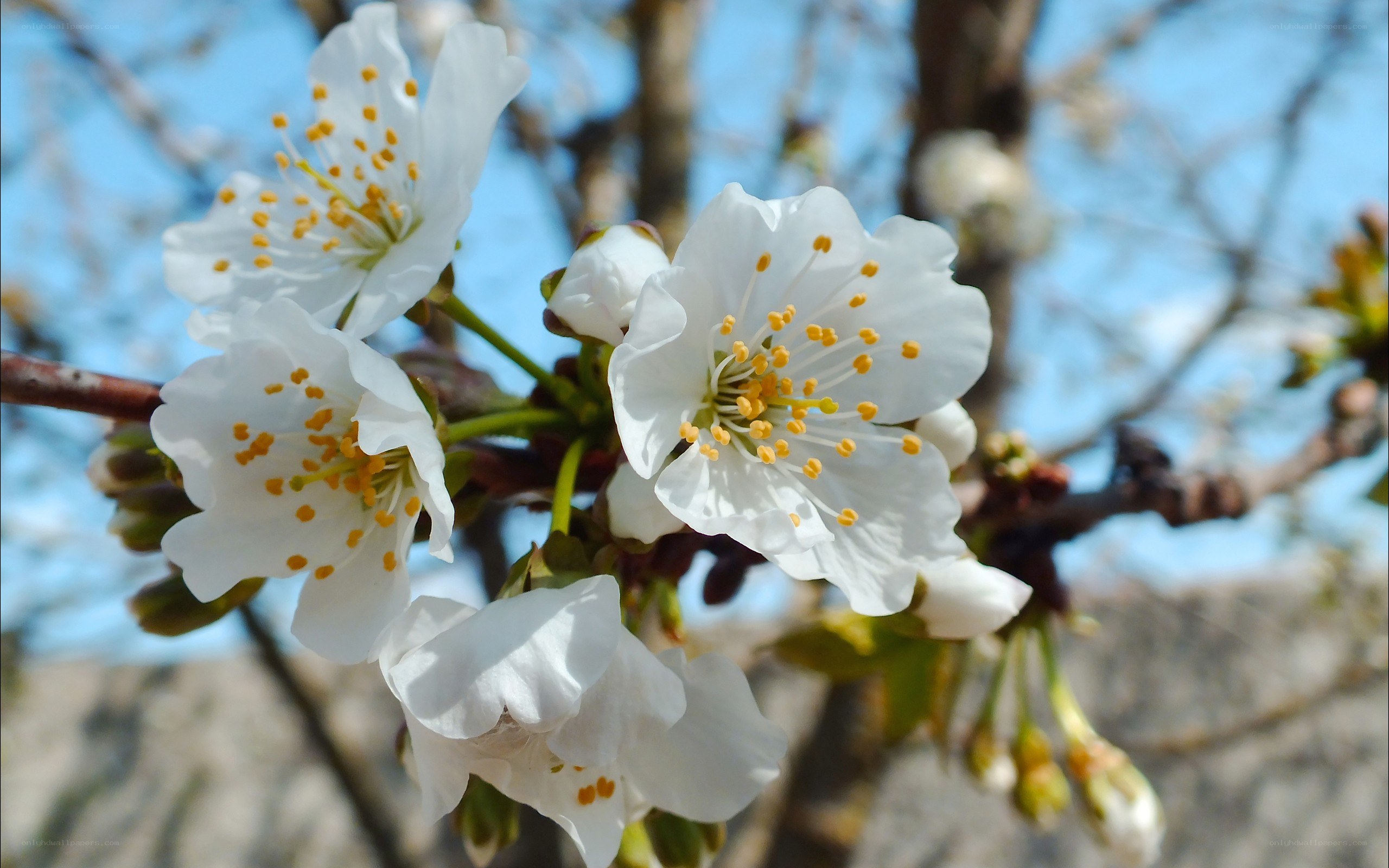 White cherry blossoms in spring
