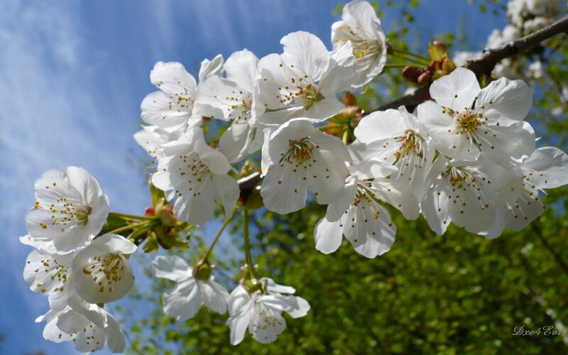 White cherry blossoms in spring