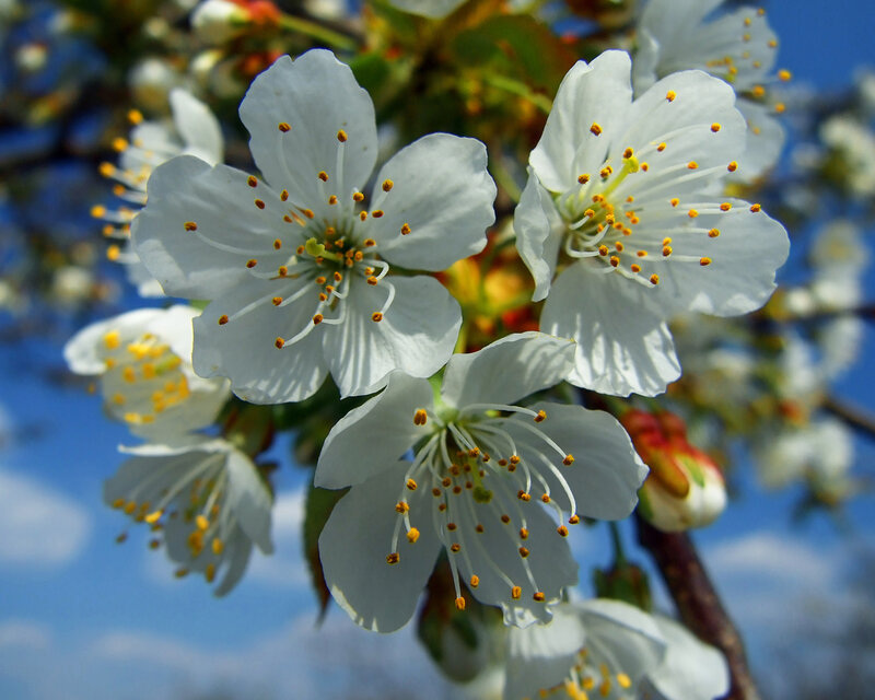 White cherry blossoms in spring