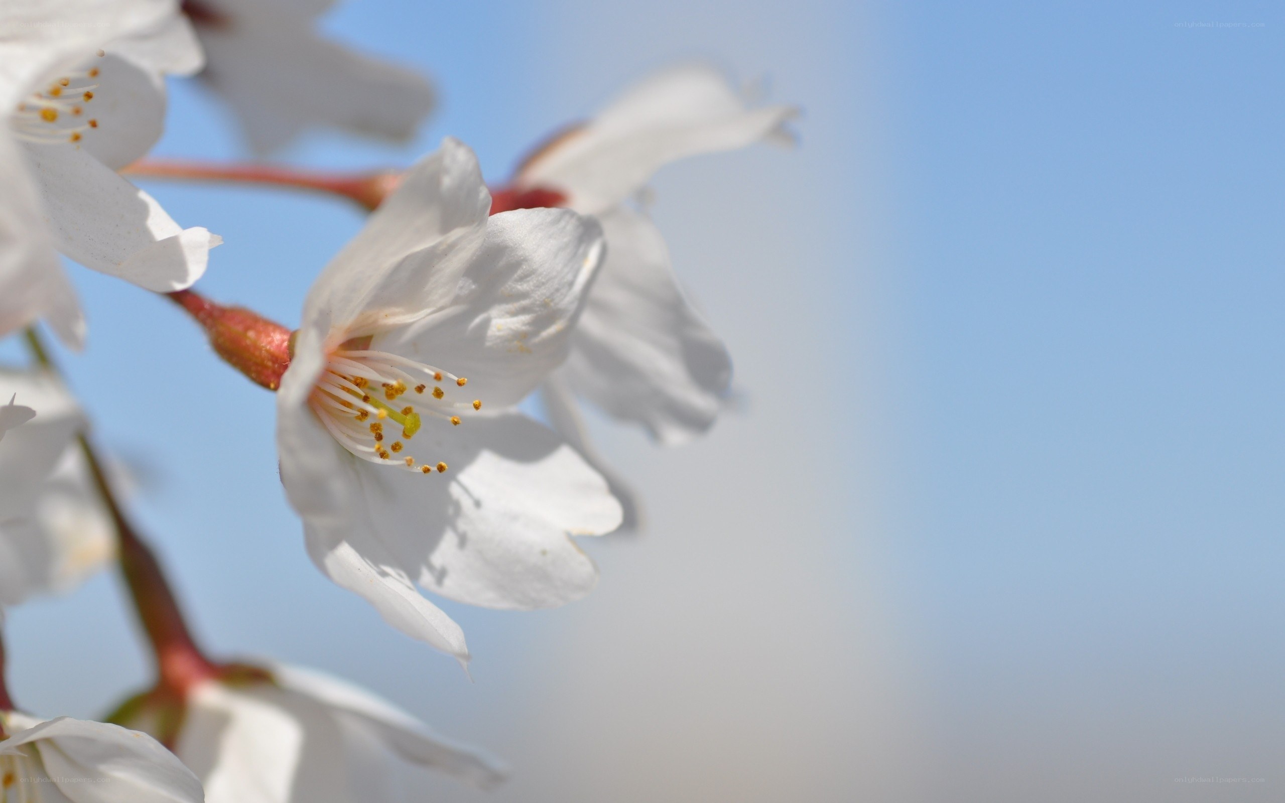 White cherry blossoms in spring