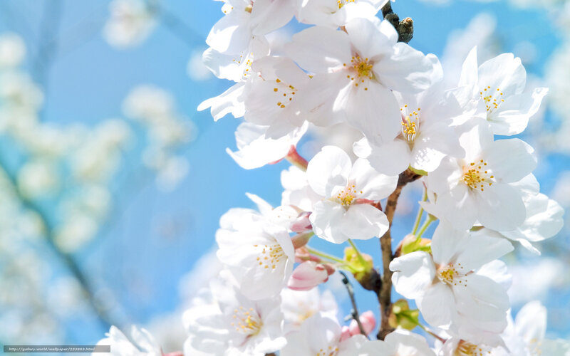 White cherry blossoms in spring