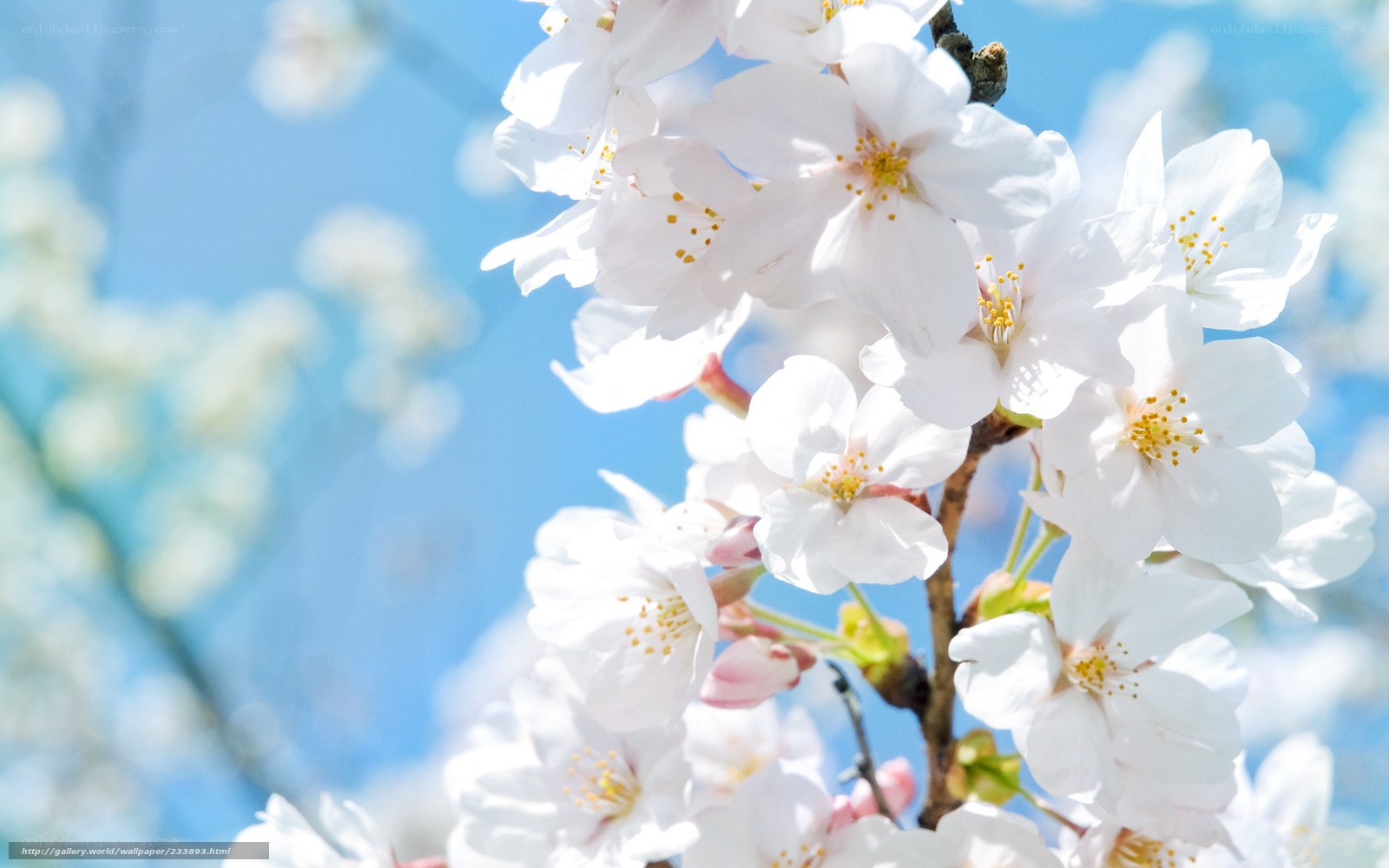 White cherry blossoms in spring