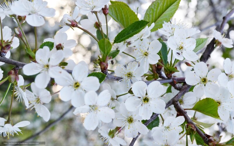 White cherry blossoms in spring