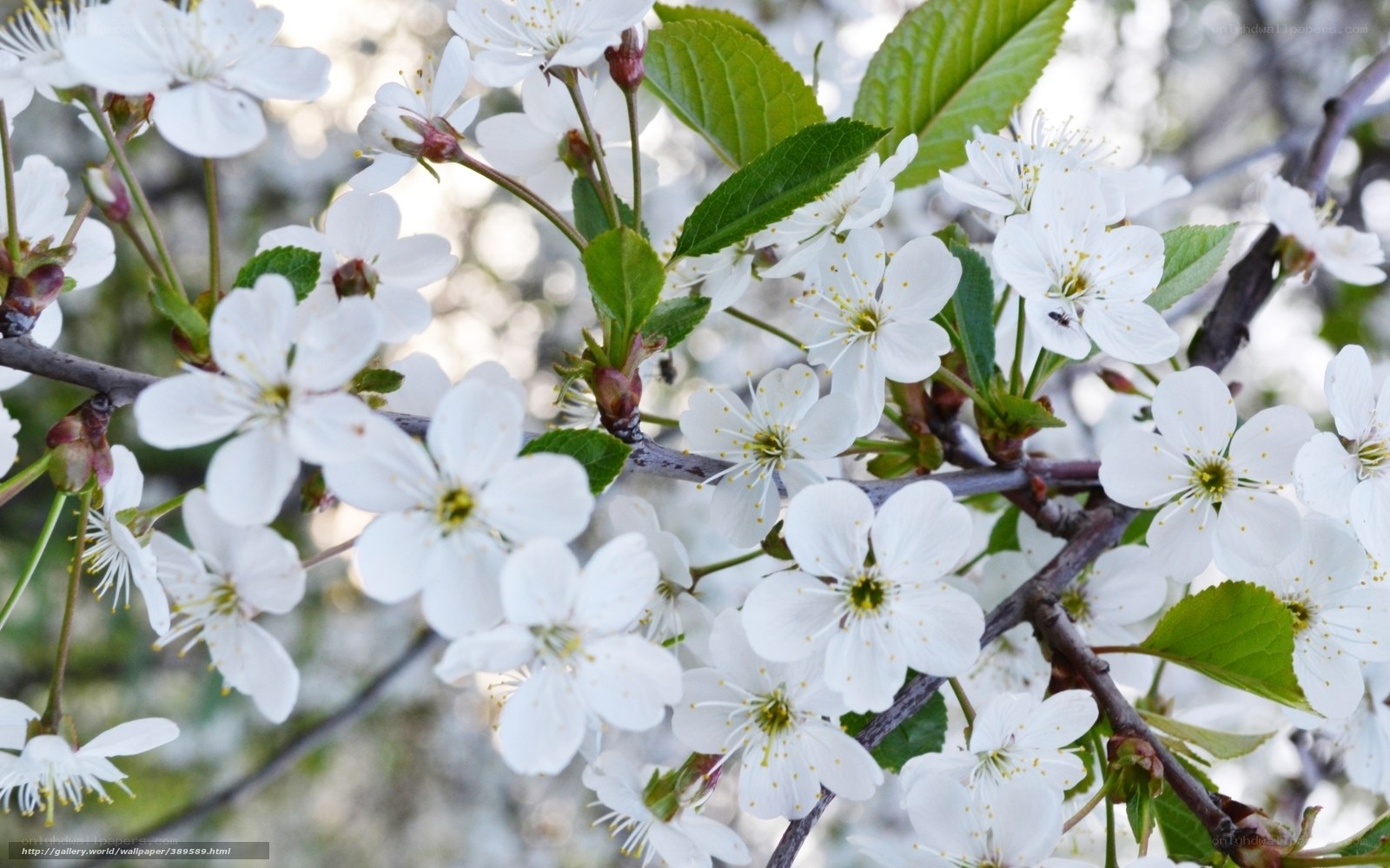 White cherry blossoms in spring