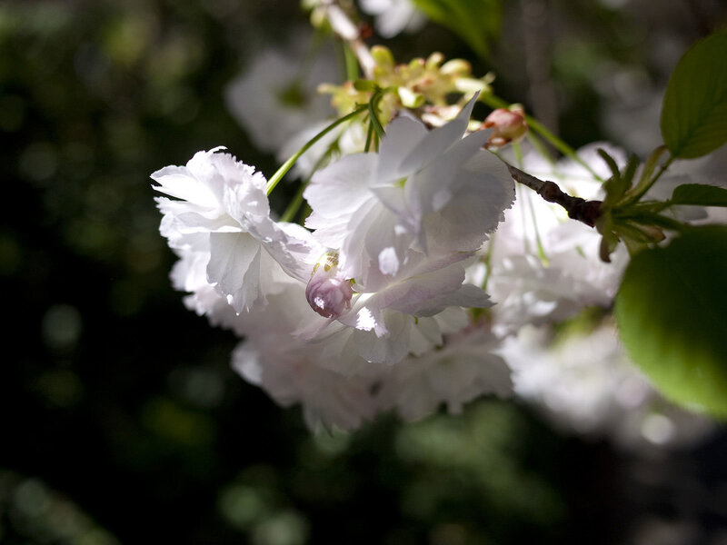 White cherry blossoms in sunlight