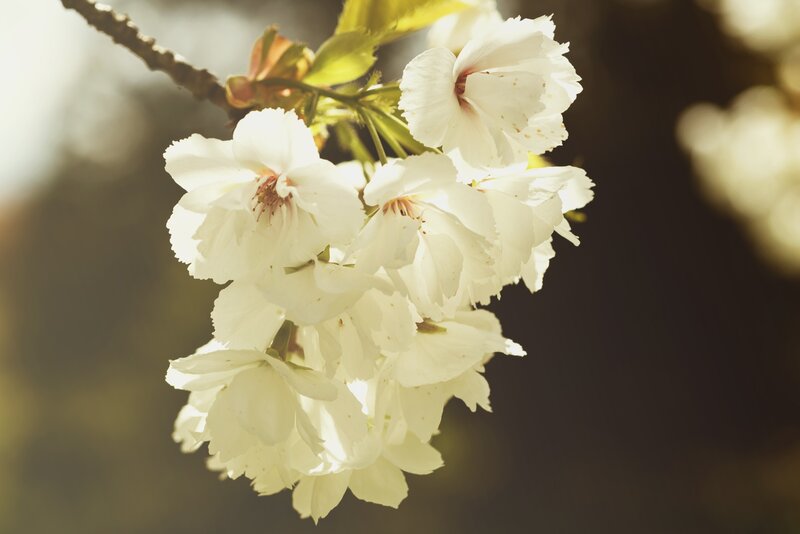 White cherry blossoms in sunlight