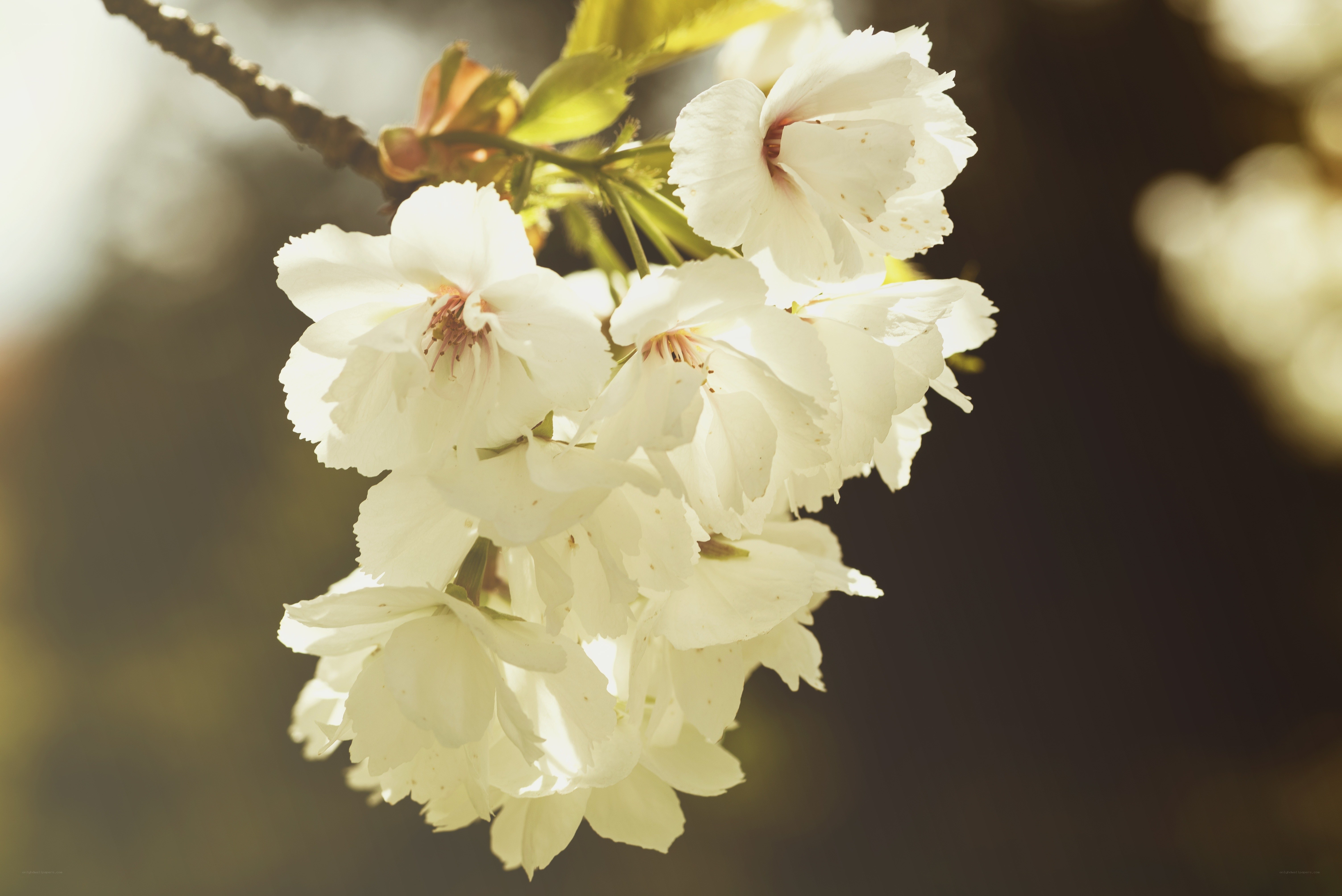 White cherry blossoms in sunlight