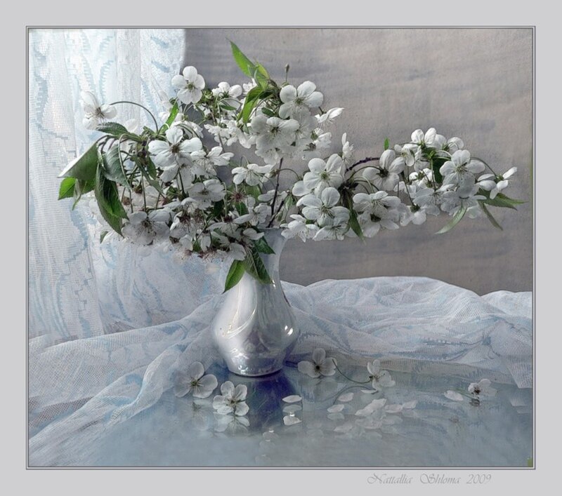 White Cherry Blossoms in Vase
