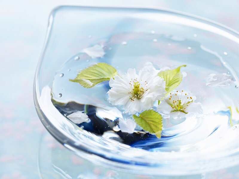White Cherry Blossoms in Water