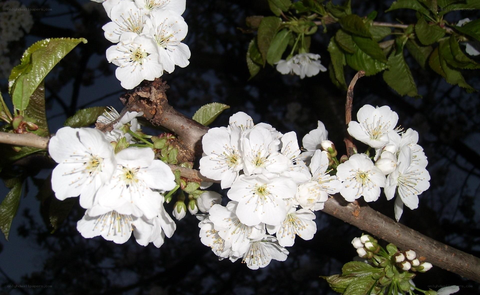 White cherry blossoms on a branch