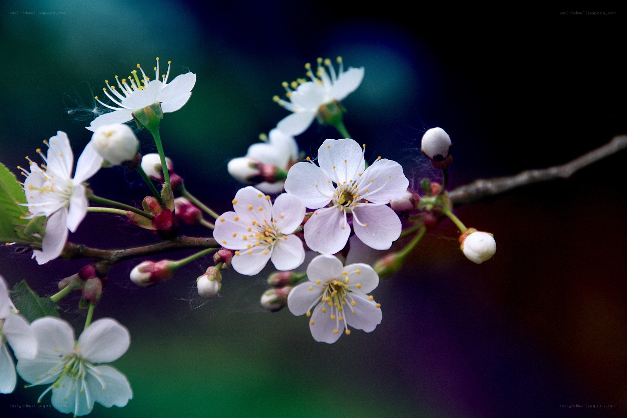 White cherry blossoms on a branch