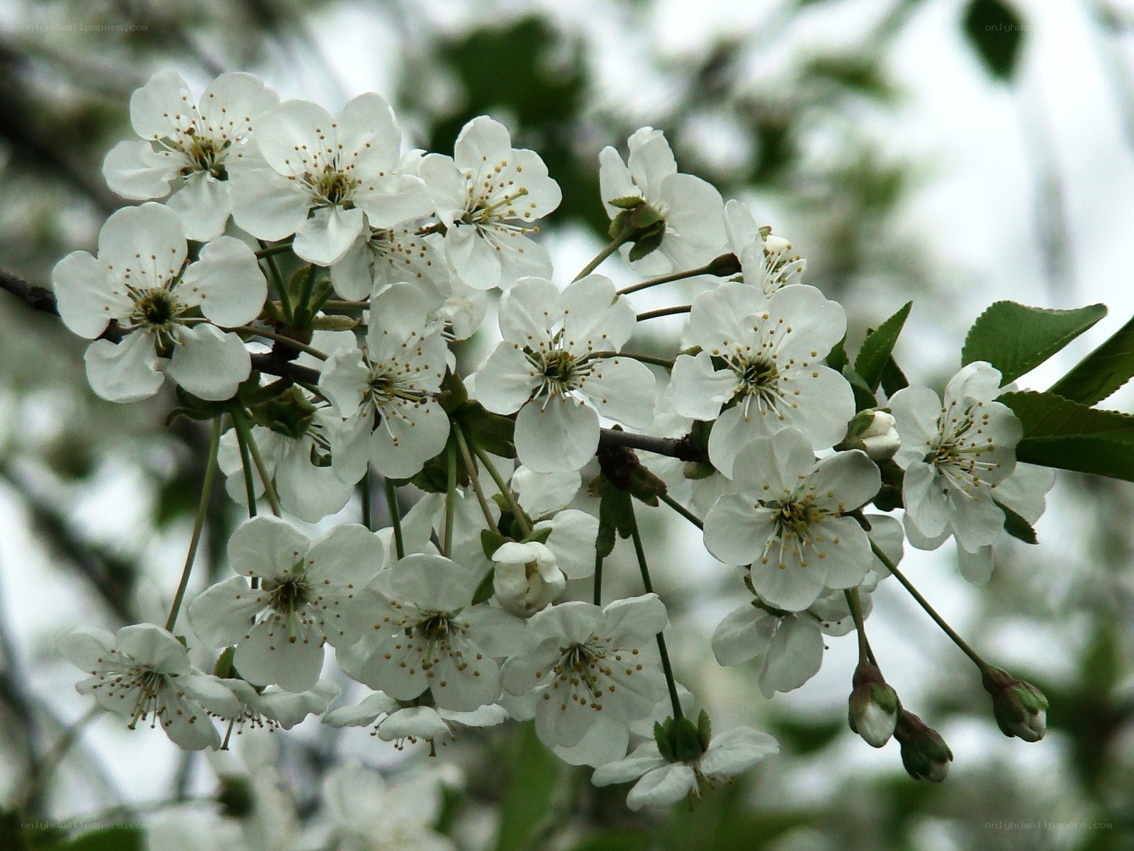 white cherry blossoms on a branch