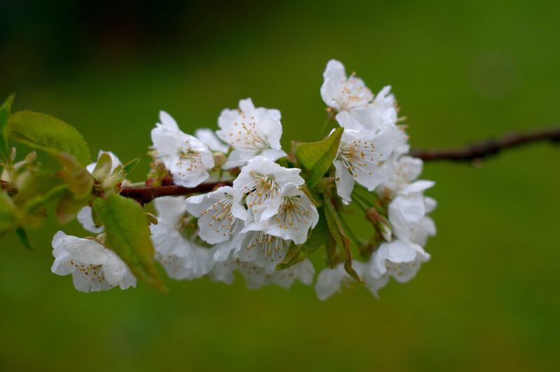 White cherry blossoms on a branch