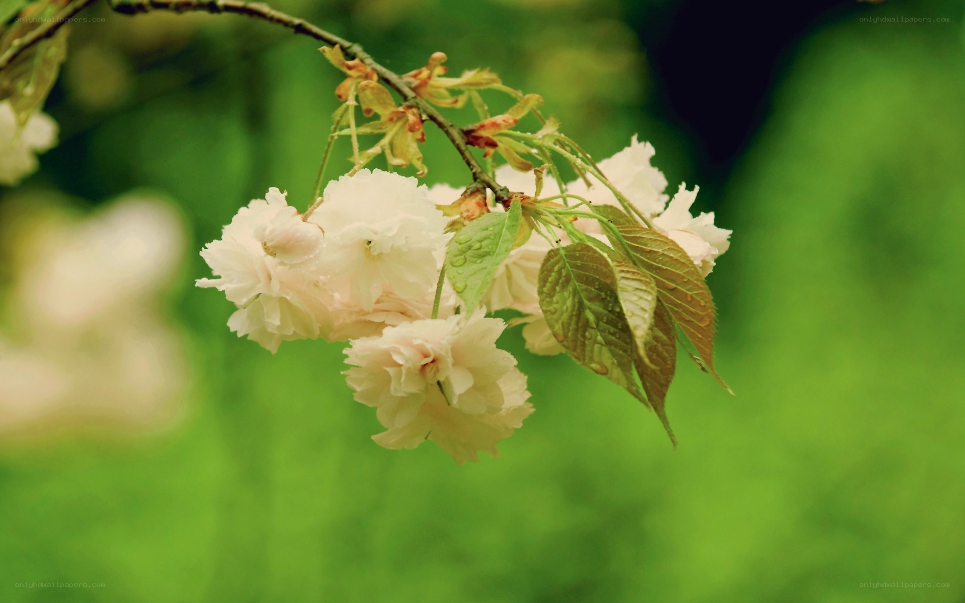 White cherry blossoms on a branch