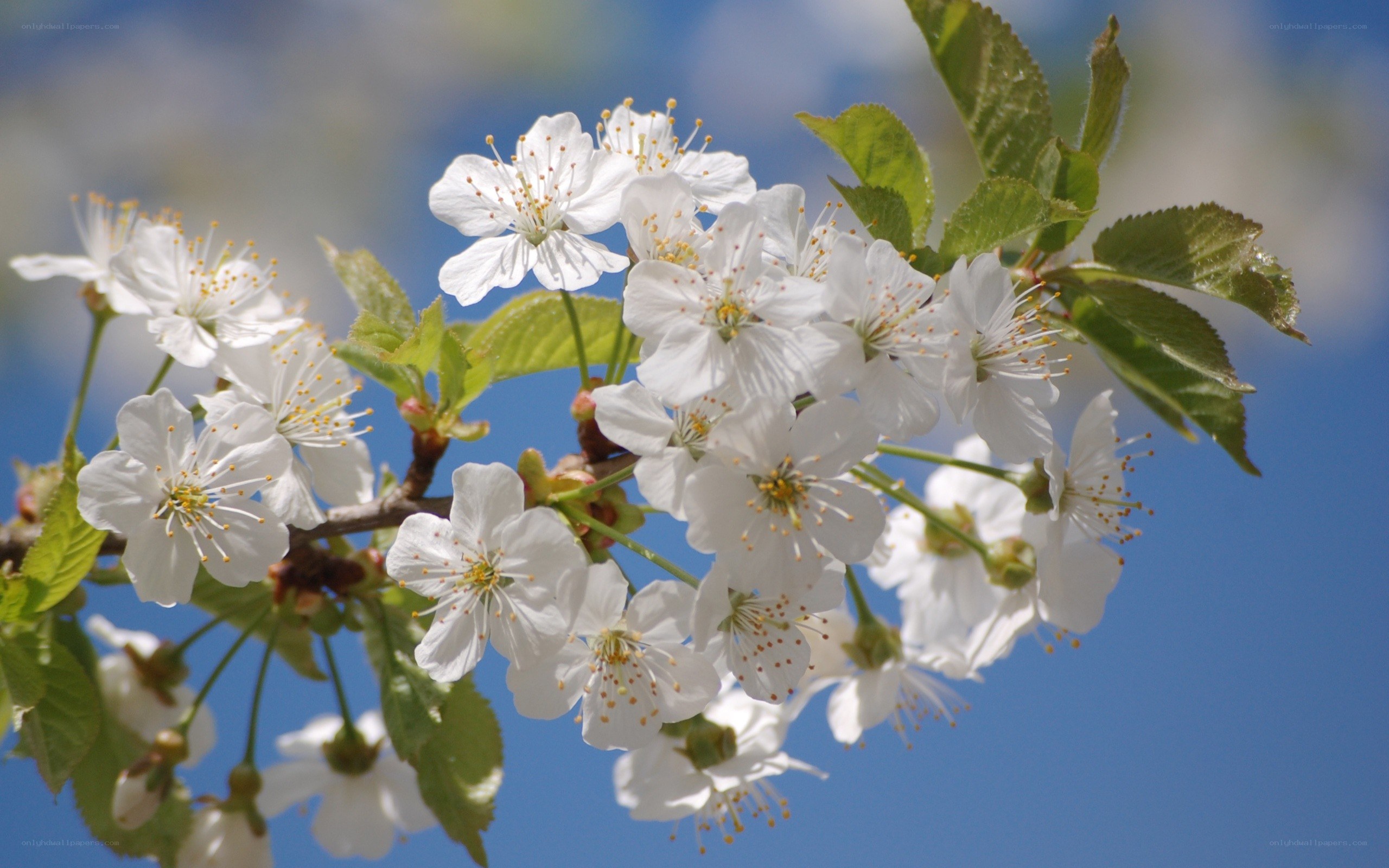 white cherry blossoms on branch