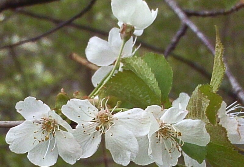 white cherry blossoms on branch
